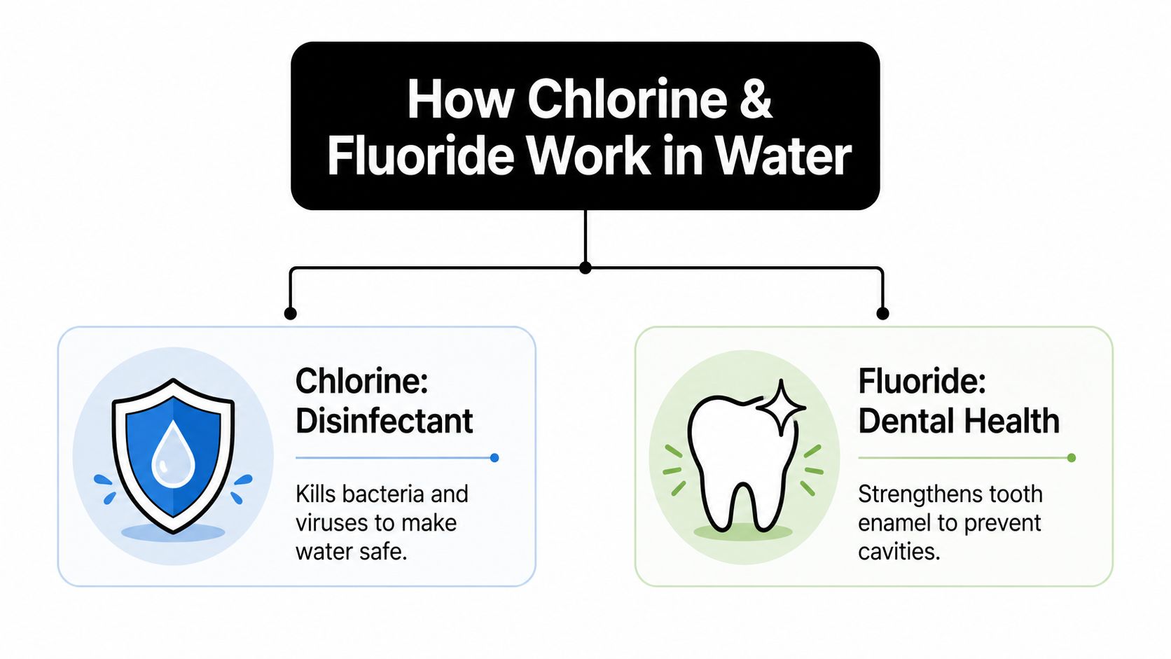 A diagram comparing the roles of chlorine as a disinfectant and fluoride in promoting dental health.