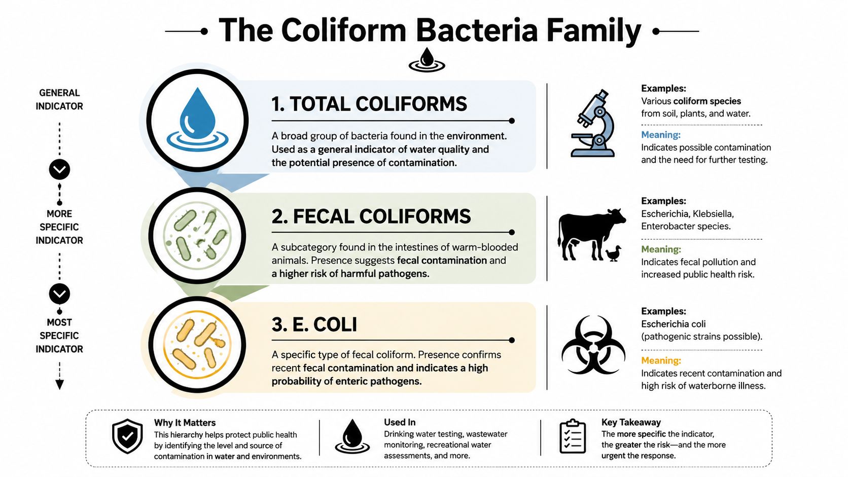 A hierarchical infographic explaining the differences between total coliforms, fecal coliforms, and E. coli bacteria.